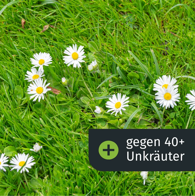 Herbst Starter-Set (125 m²)