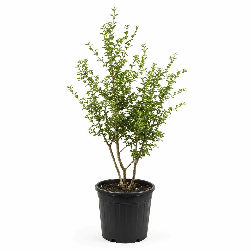 Duftblüte