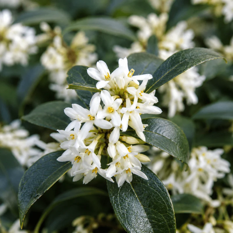 Duftblüte