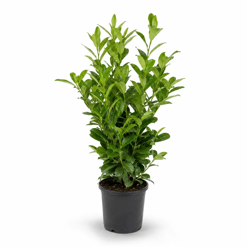 Kirschlorbeer - Rotundifolia
