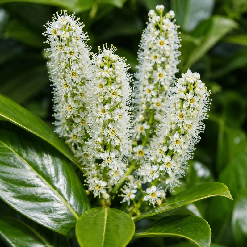 Kirschlorbeer - Rotundifolia