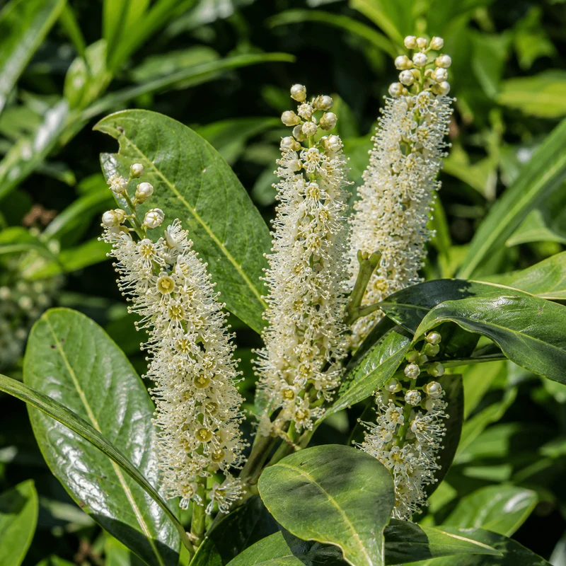 Kirschlorbeer - Caucasica
