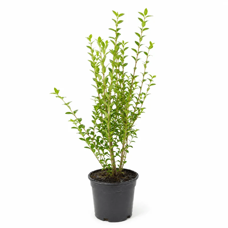 Ovalblättriger Liguster