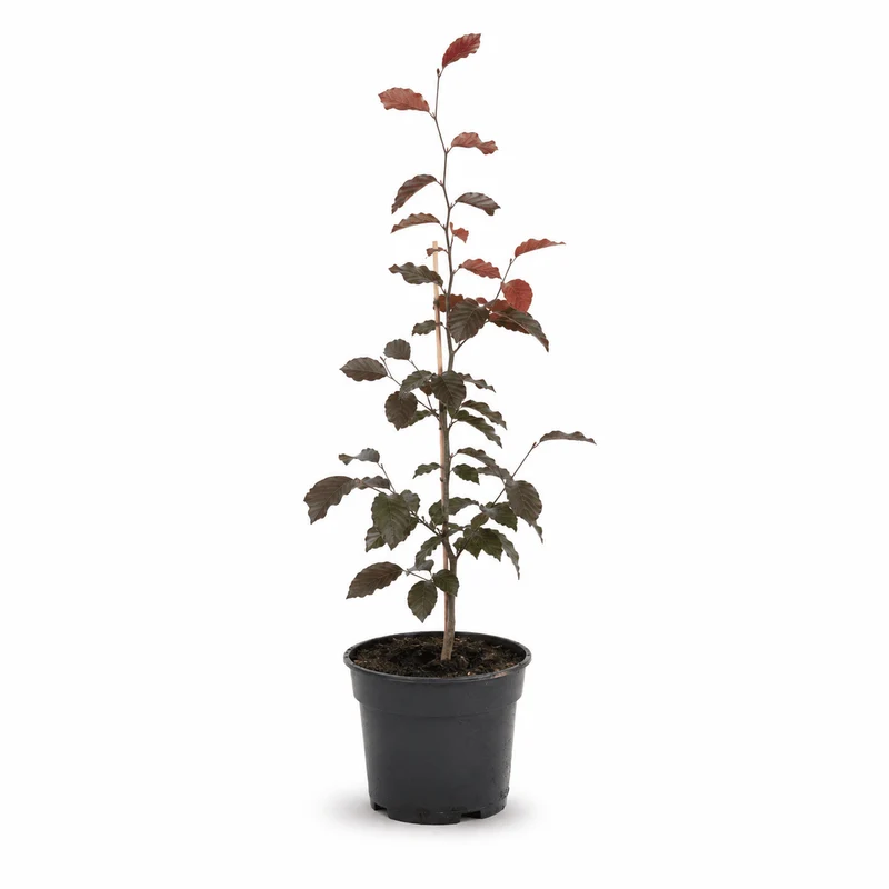 Blutbuche - Purpurea