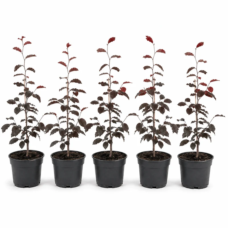 Blutbuche - Purpurea