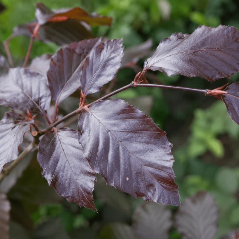 Blutbuche - Purpurea