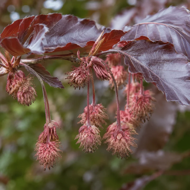 Blutbuche - Purpurea