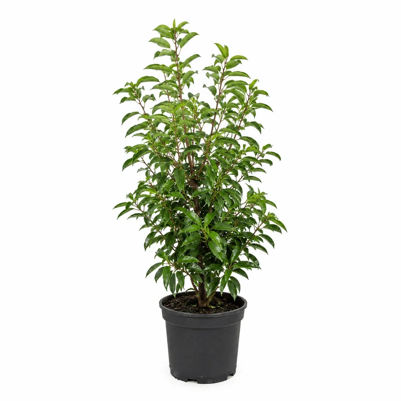 Portugiesischer Kirschlorbeer - Angustifolia