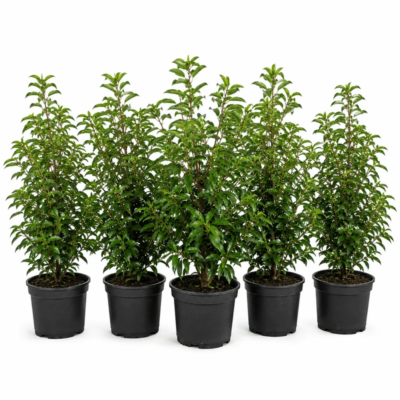 Portugiesischer Kirschlorbeer - Angustifolia