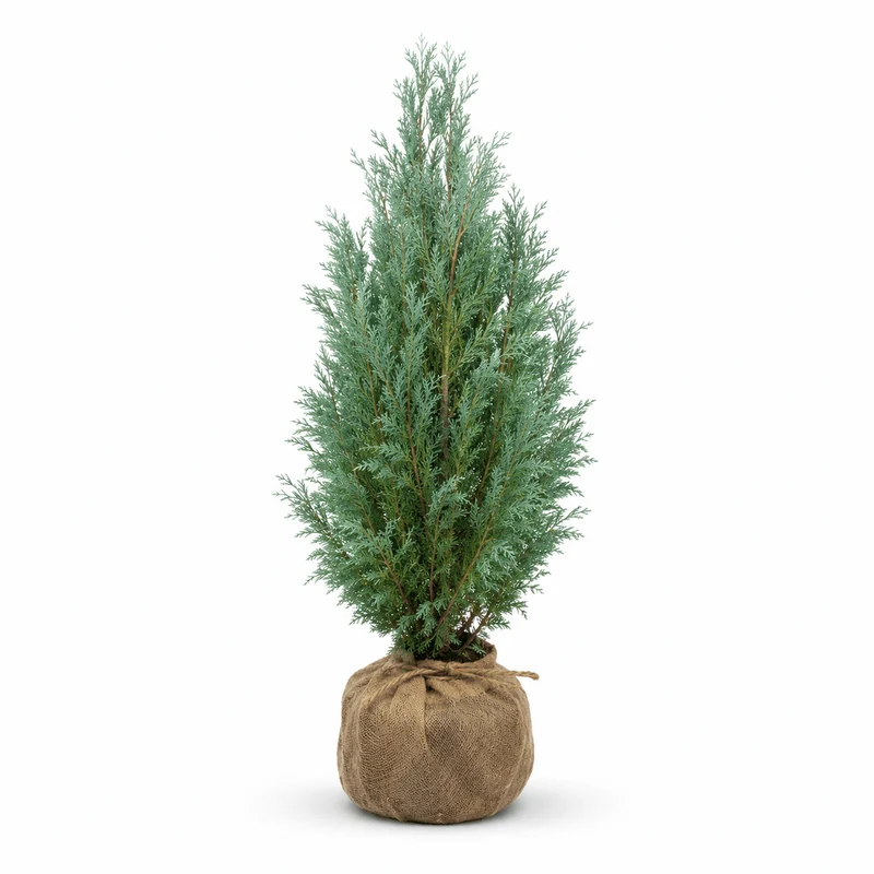 Blaue Scheinzypresse - Columnaris Glauca