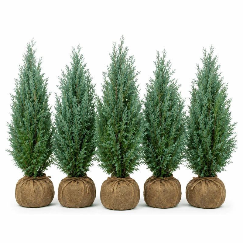 Blaue Scheinzypresse - Columnaris Glauca