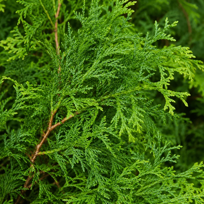 Lebensbaum - Brabant