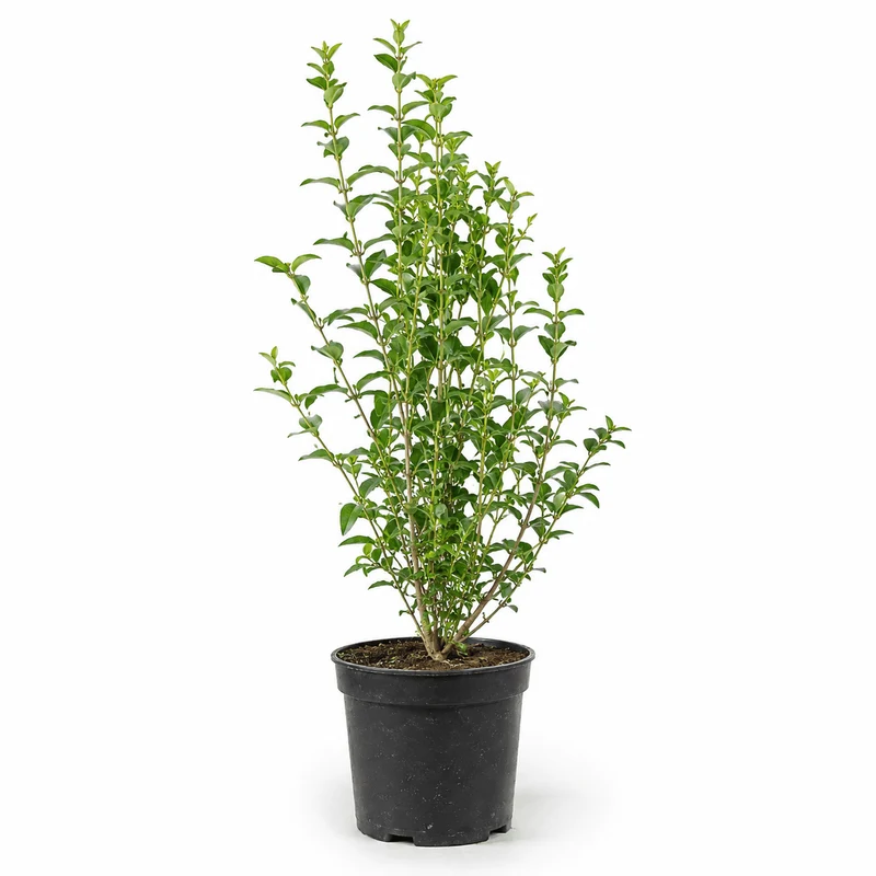 Wintergrüner Liguster - Atrovirens