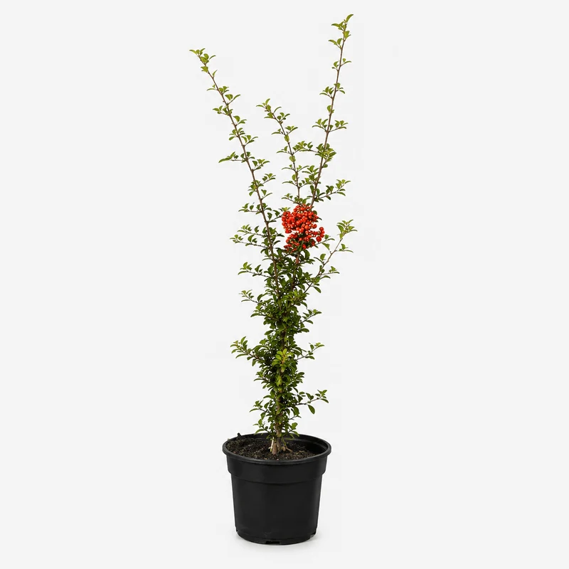 Feuerdorn - Red column