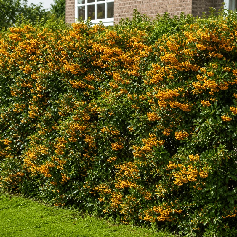 Feuerdorn - Soleil d’Or