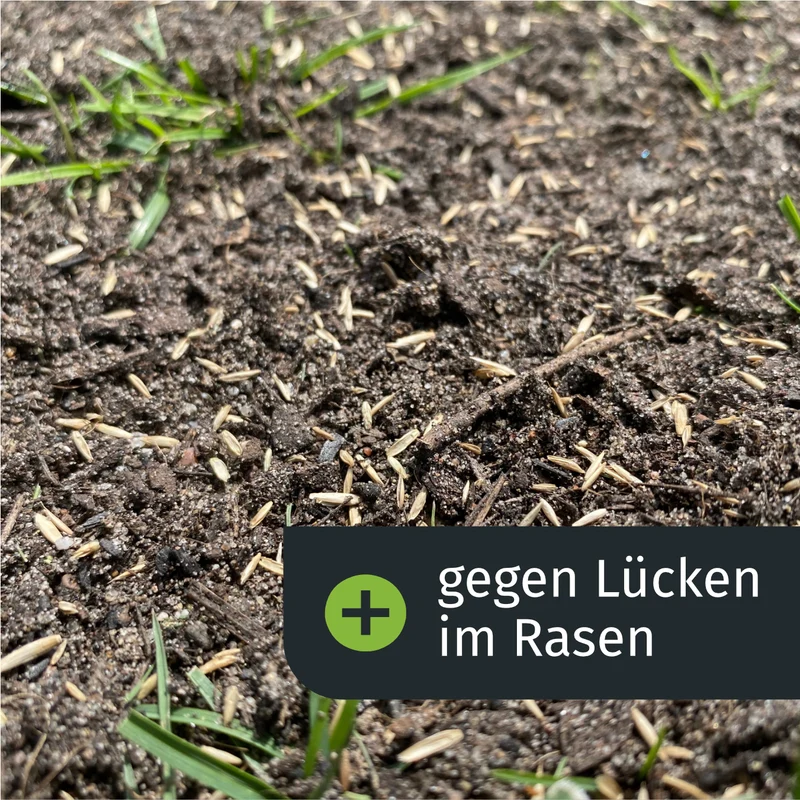 Lückenschließer Rasenset (100 m²)