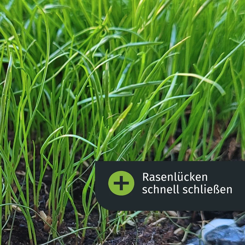 Herbst Rasenset