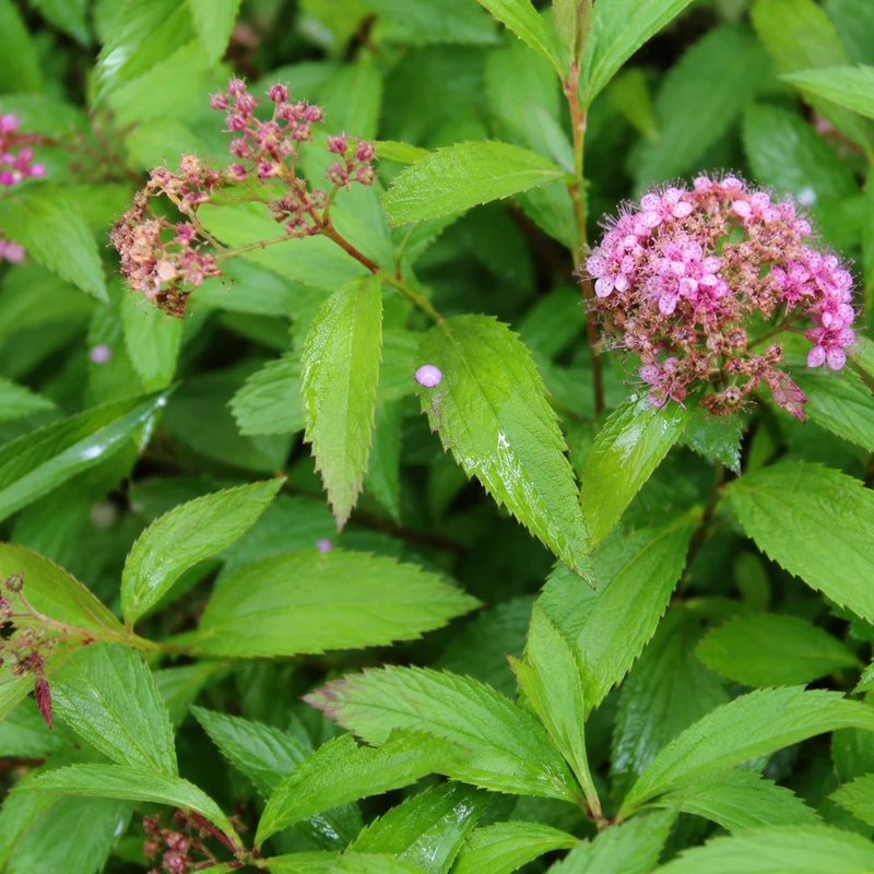 Sommerspiere - Genpei
