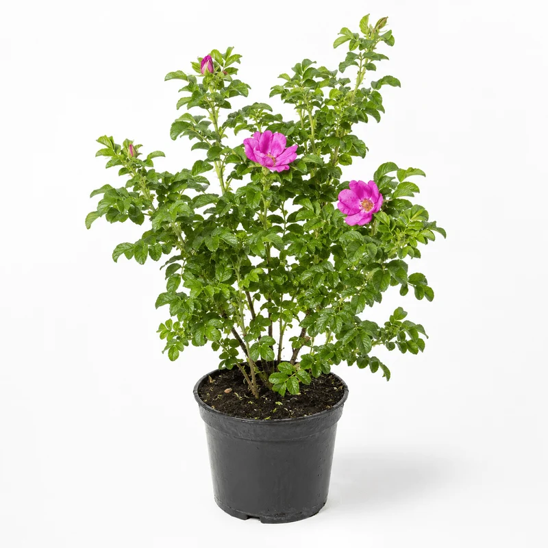 Kartoffelrose