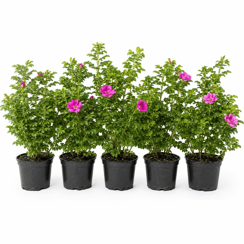 Kartoffelrose