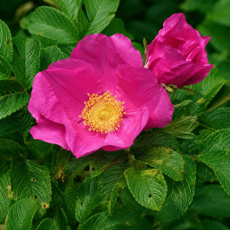 Kartoffelrose
