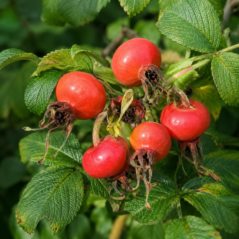 Kartoffelrose