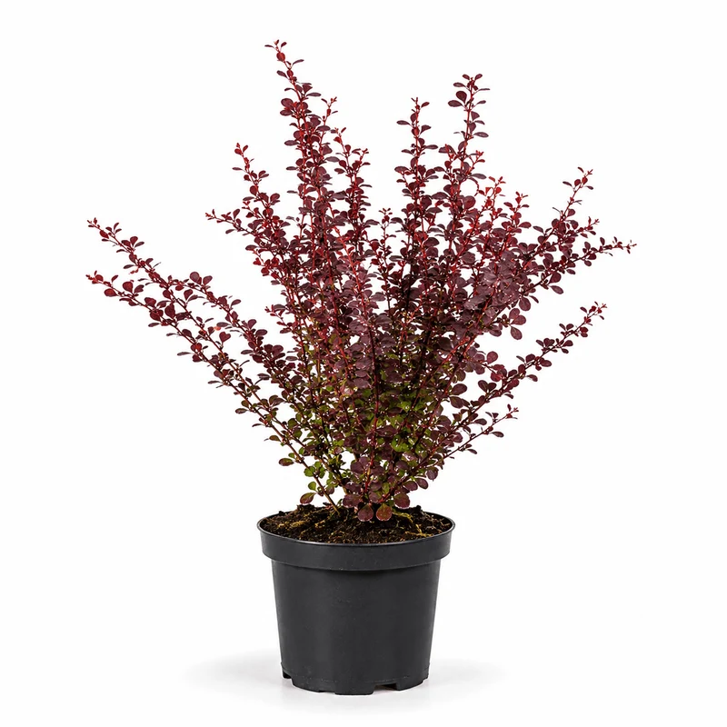 Blutberberitze - Atropurpurea