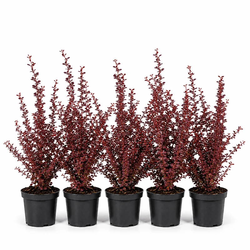 Blutberberitze - Atropurpurea