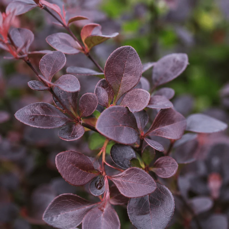 Blutberberitze - Atropurpurea