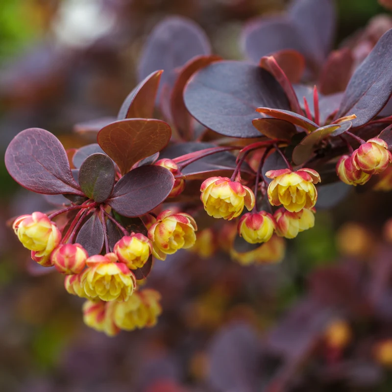Blutberberitze - Atropurpurea