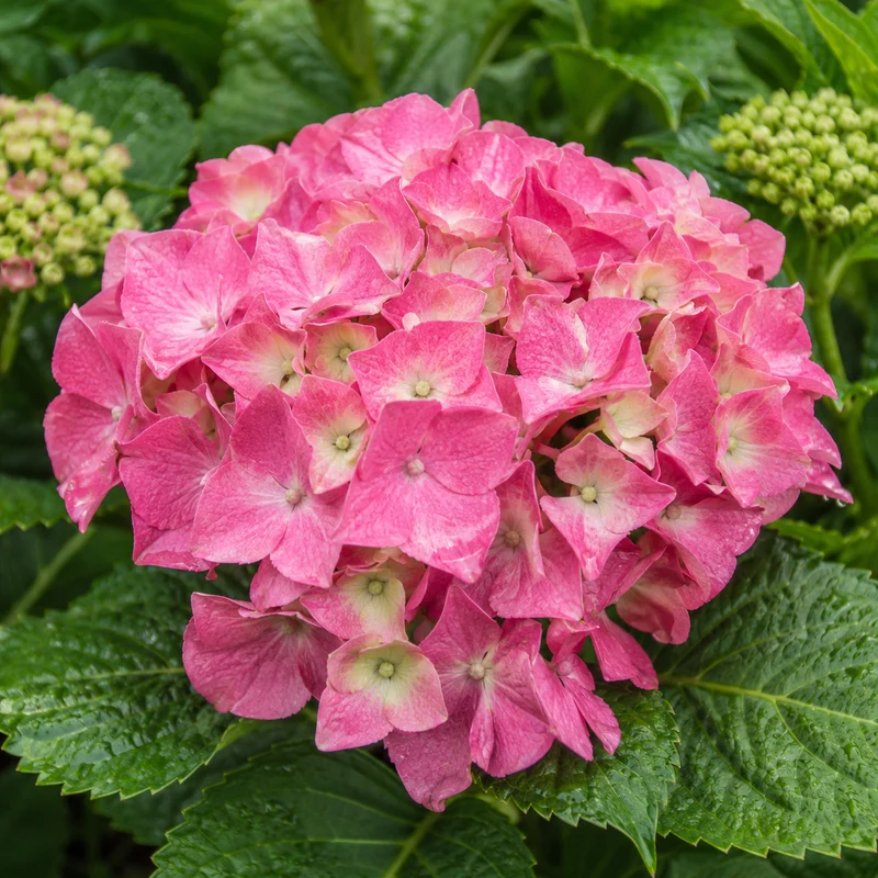 Bauernhortensie