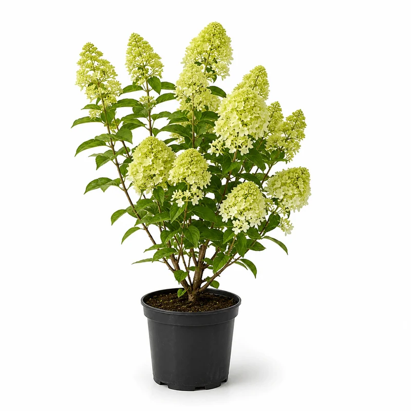 Rispenhortensie - Gardenlights® 'Whitelight'®