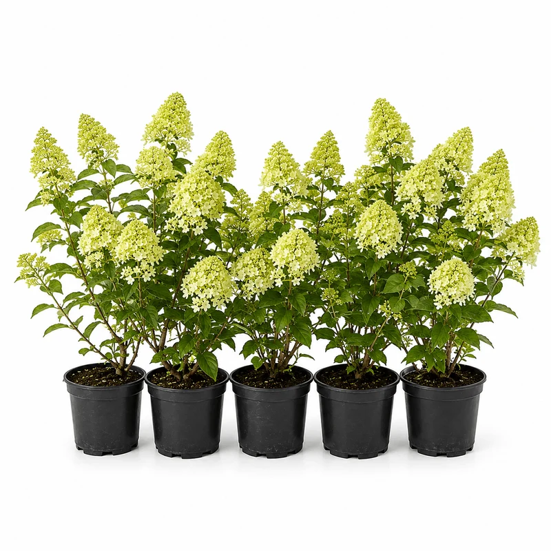 Rispenhortensie - Gardenlights® 'Whitelight'®