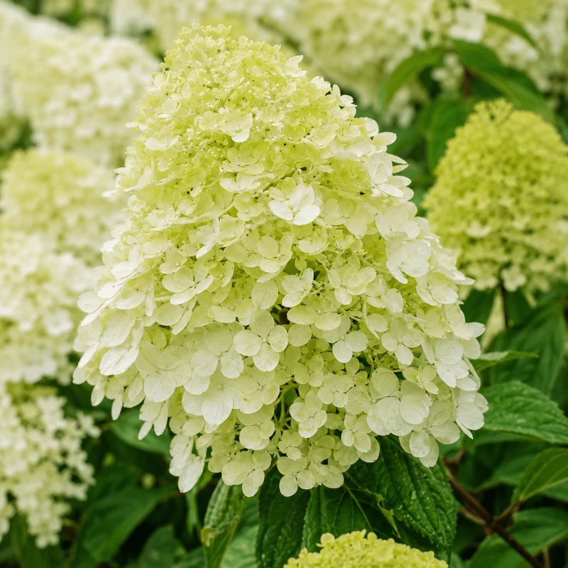 Rispenhortensie - Gardenlights® 'Whitelight'®