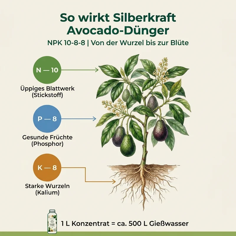 Avocado Dünger - Mineralischer NPK Flüssigdünger mit Stickstoff - Dünger für Avocado - Persea Dünger