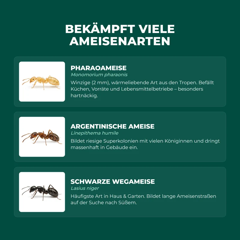 finicon Avantgarde Ameisenködergel: Profi-Köder gegen Ameisen – auch für Küchen & Lebensmittelbereiche