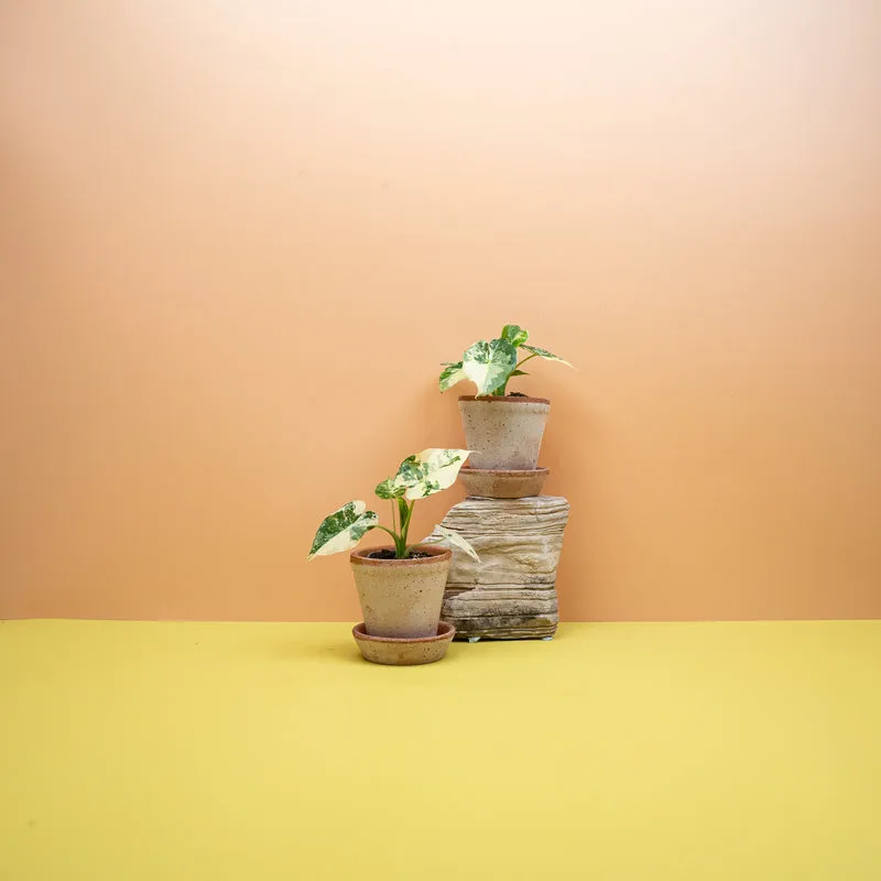 ALOCASIA GAGEANA VARIEGATA ALBO