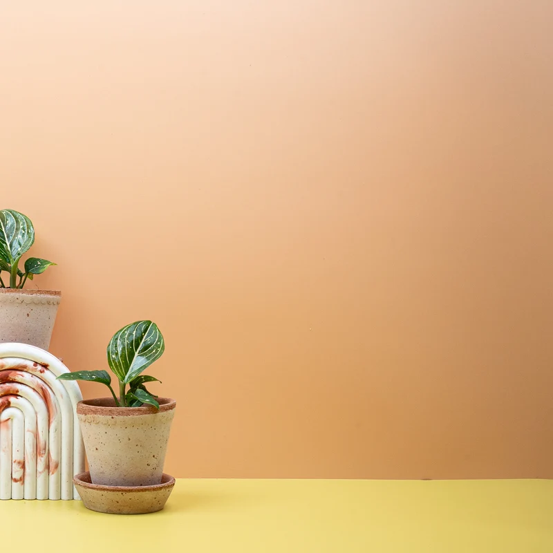 AGLAONEMA TOMS PRIDE