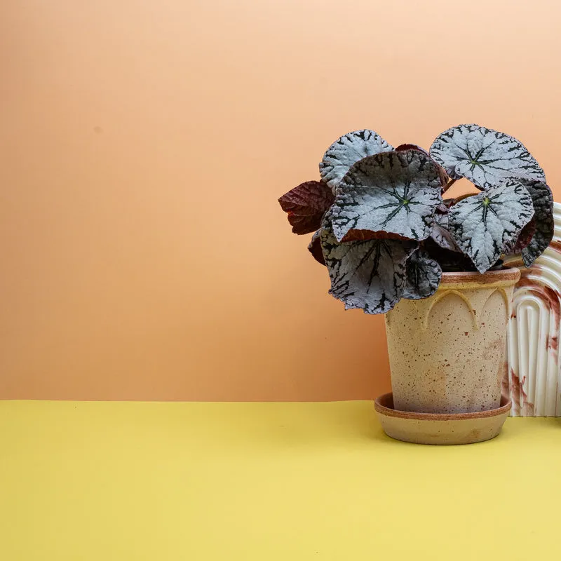 BEGONIA REX SILVER LACE
