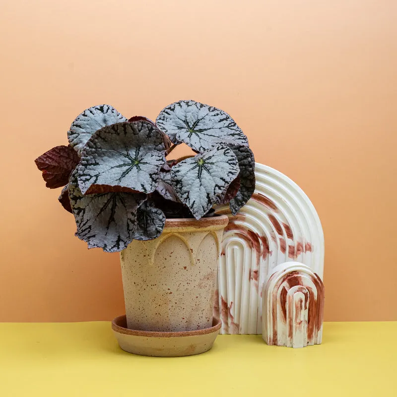 BEGONIA REX SILVER LACE