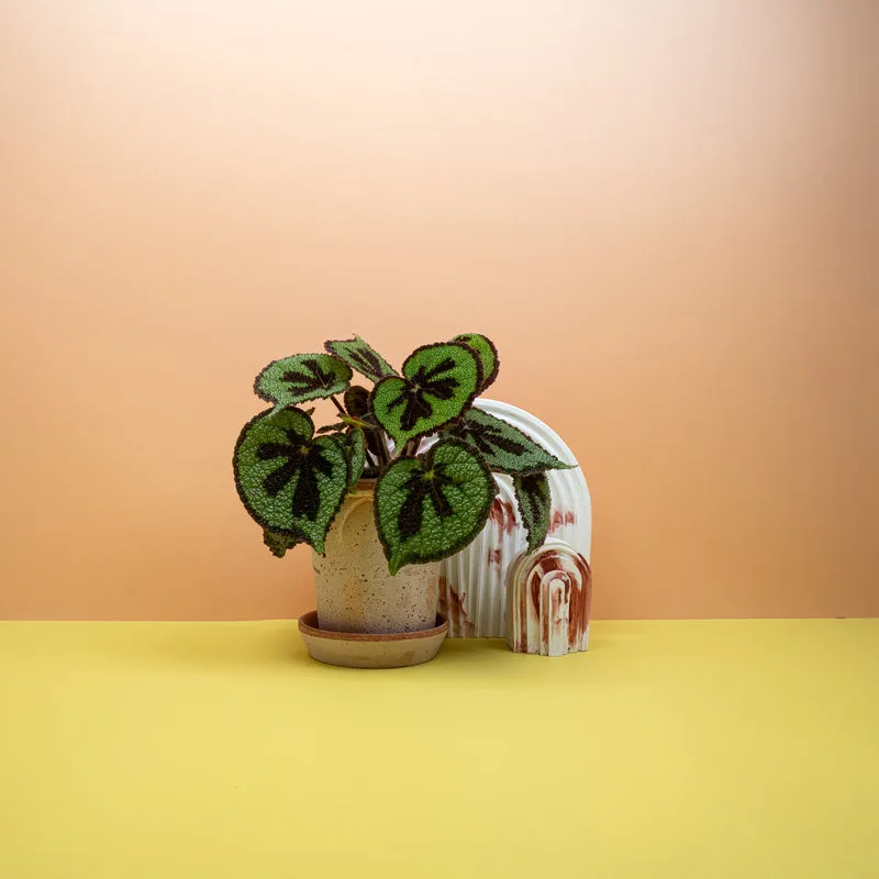 BEGONIA MASONIANA MOUNTAIN
