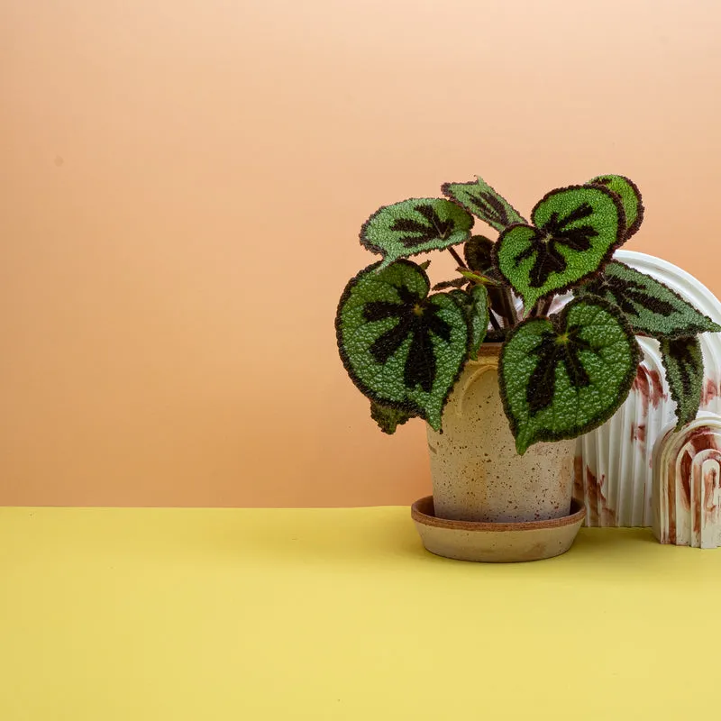 BEGONIA MASONIANA MOUNTAIN
