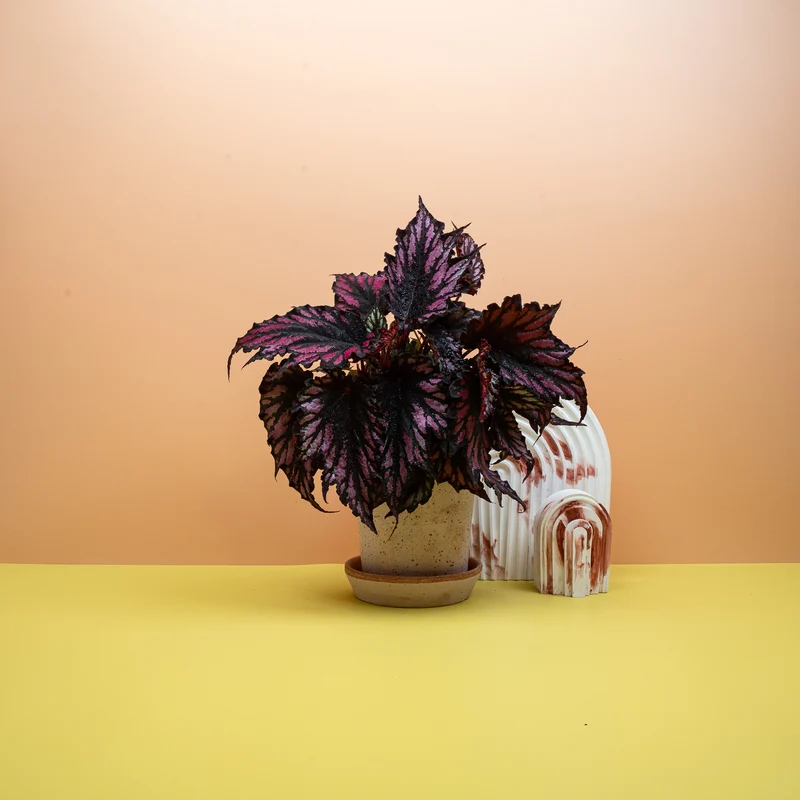 BEGONIA HELEN TEUPEL
