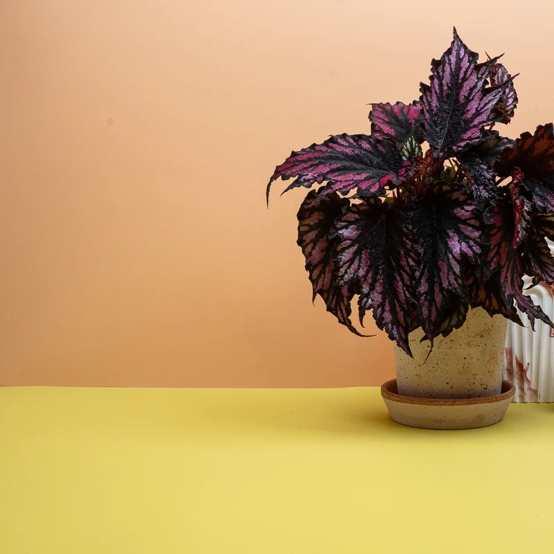 BEGONIA HELEN TEUPEL