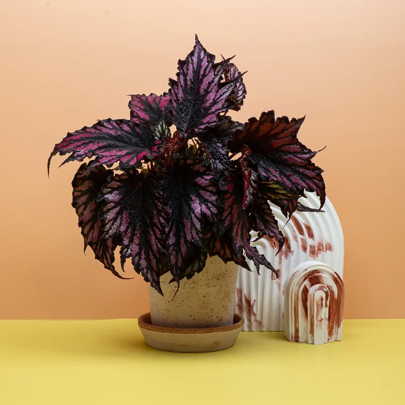 BEGONIA HELEN TEUPEL