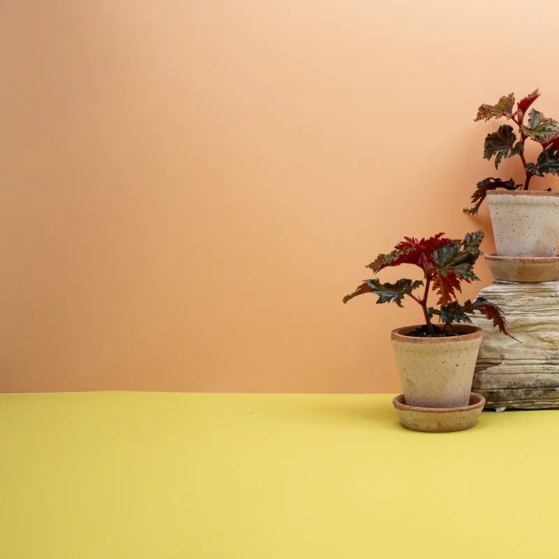 BEGONIA WINGS SERRATIPETALA