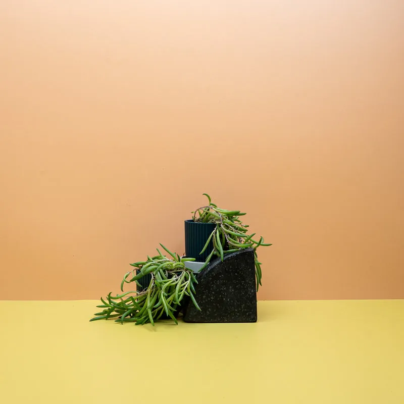 SENECIO RADICANS