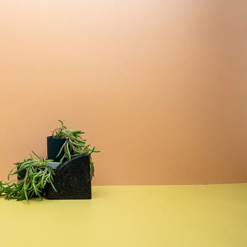 SENECIO RADICANS