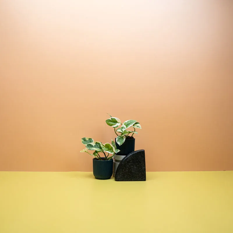 EPIPREMNUM NJOY