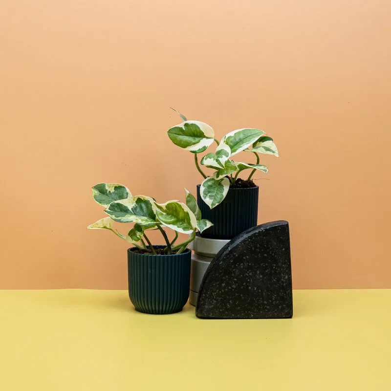 EPIPREMNUM NJOY